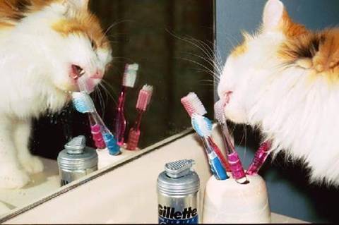 ... to get that AWFUL post-mouse aftertaste off your breath