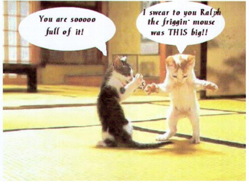 ever wonder what a cat's saying?