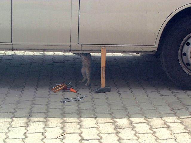 Dogs CHASE cars.  Cats ... well ...