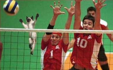 he's not KITTEN around!