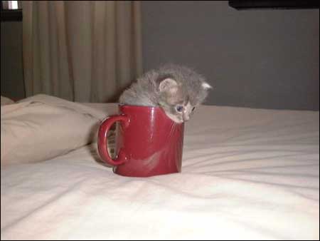 The best part of waking up is cat-stuff IN your cup ...