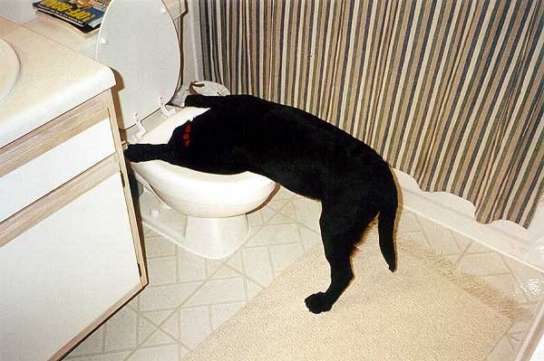... or toilet bowl cleaner ...