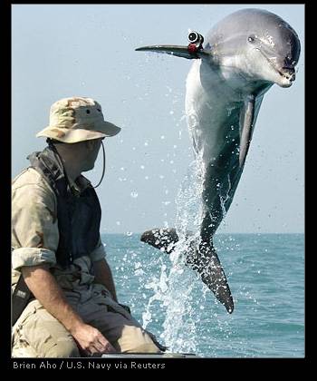 PS:  That's a camera on Flipper -- not a gun!