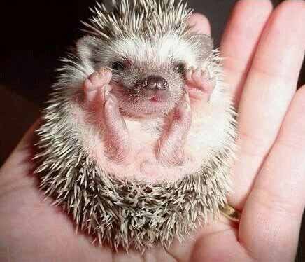 awwwww ... an iddy biddy Sonic!