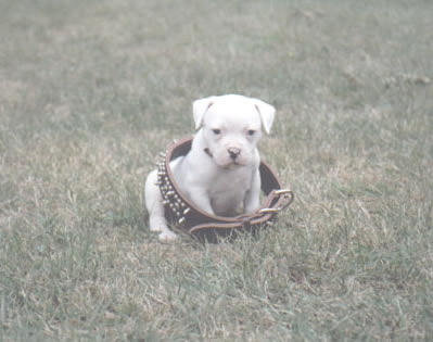 this dog's got some pretty high hopes ...