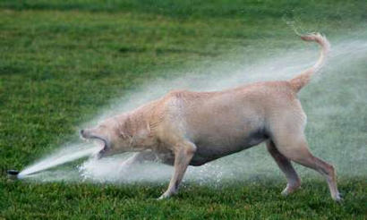 what every dog loves on hot days ...