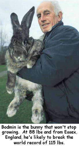 wouldja believe ... an 88-pound RABBIT? (it's true!)