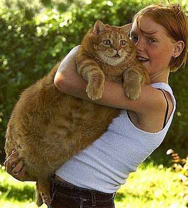 gotta see it again:  The world's biggest housecat (untouched photograph)