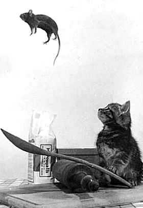 intellectual mouse catcher