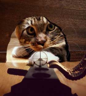 Here, kitty, kitty, kitty ...
