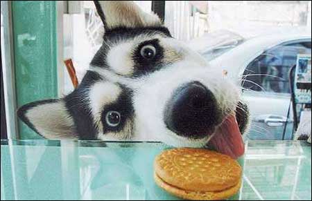 MUST ... REACH ... COOKIEEEEEE...