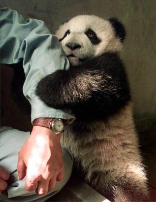 Andy Panda's been despondent ever since they cancelled his TV show ...