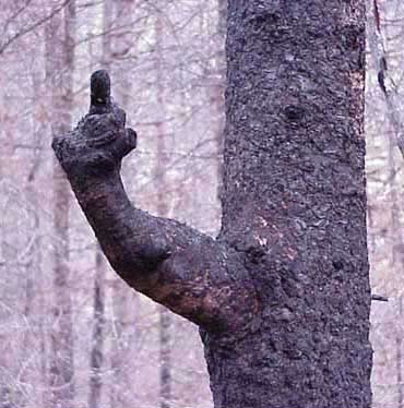 Actually, it IS a real branch!