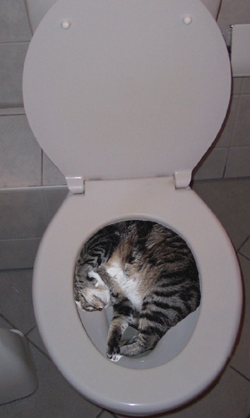 WAIIIT!!  Dont FLUSH!!