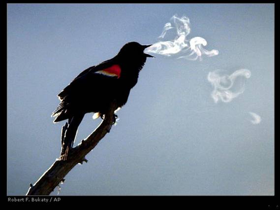 It's either vapor, or he's just finished a Marlboro!