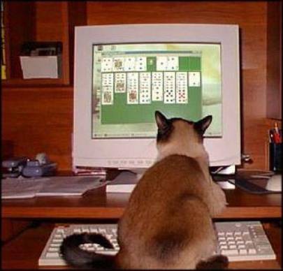 When a cat's bored, and there's no string, there's ...