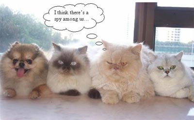 there's a SPY among us!