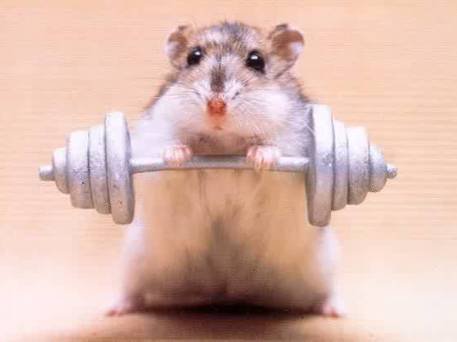 pity the cat who tries to catch THIS rodent!